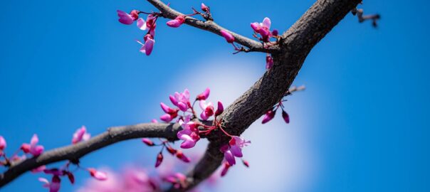 Sexualtherapie in Bremen – achtsame Begleitung bei sexuellen Fragen, Lust und Intimität